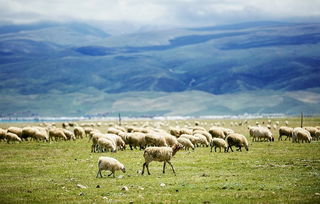 銀河升起的地方, 桃子 就會生長的地方 20年的好基友
